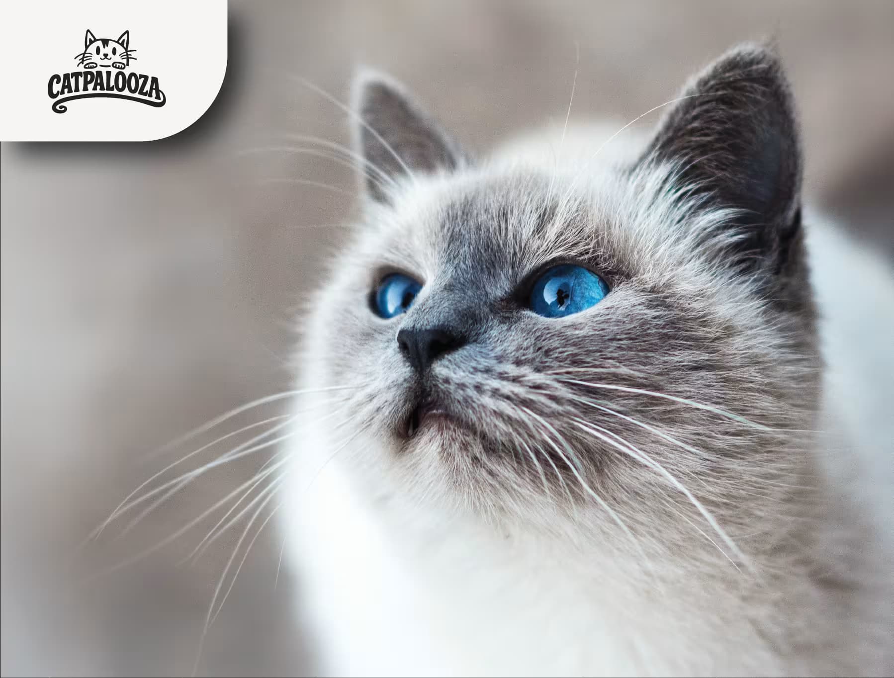 Catpalooza